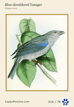 swainson Card 016