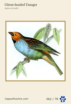swainson Card 062