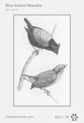 swainson Card 023