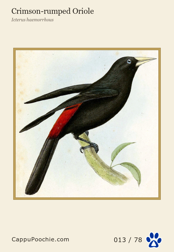 swainson Card 013