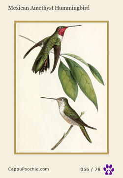 swainson Card 056