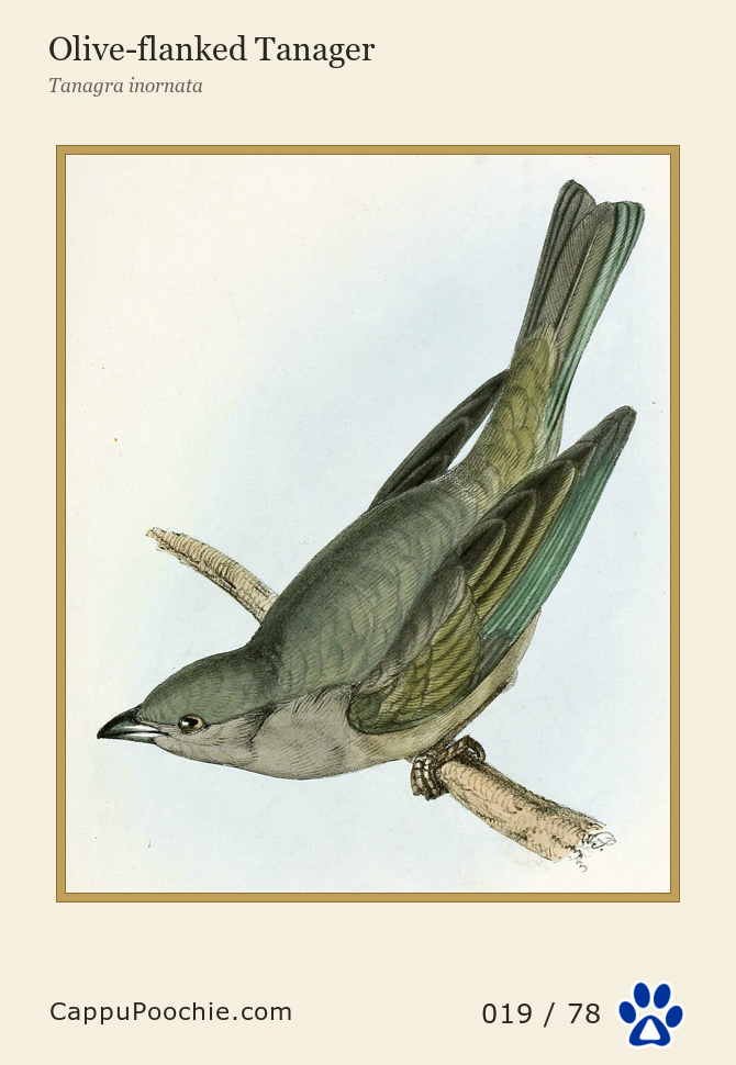 swainson Card 019
