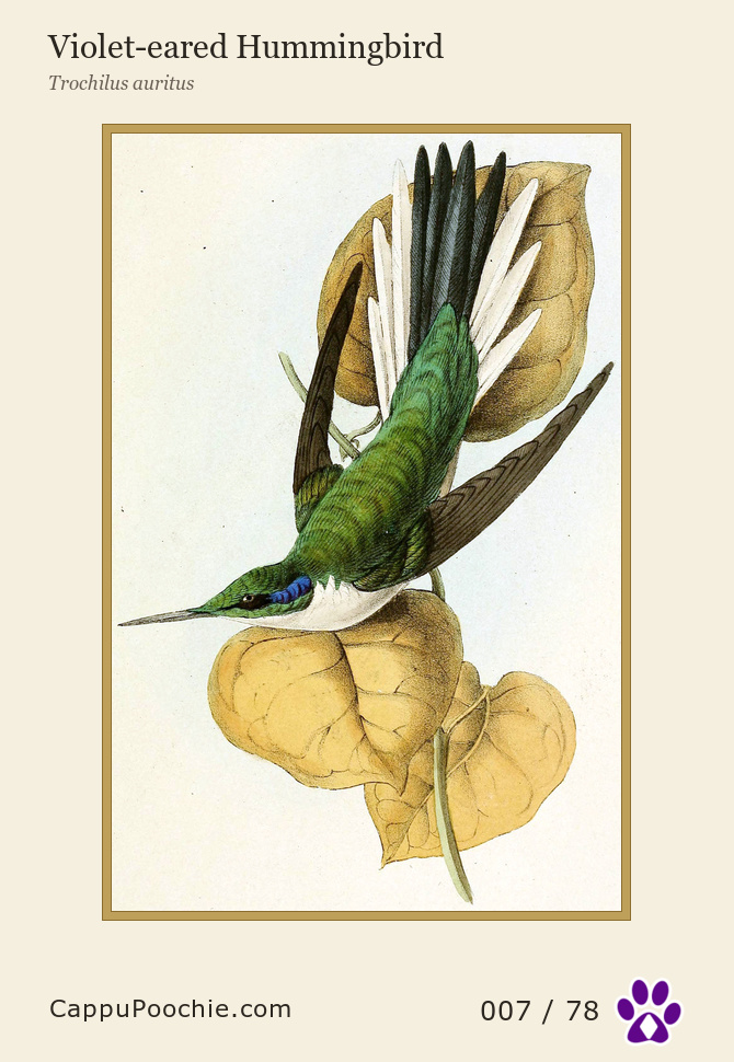 swainson Card 007