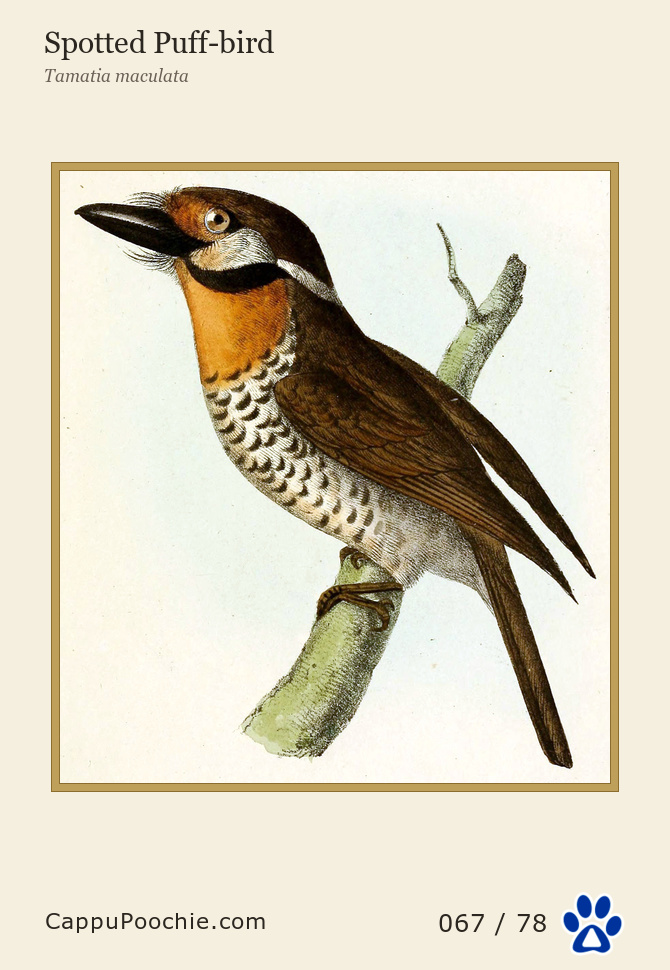 swainson Card 067