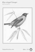 swainson Card 064