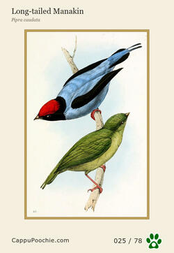swainson Card 025
