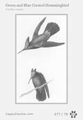 swainson Card 077