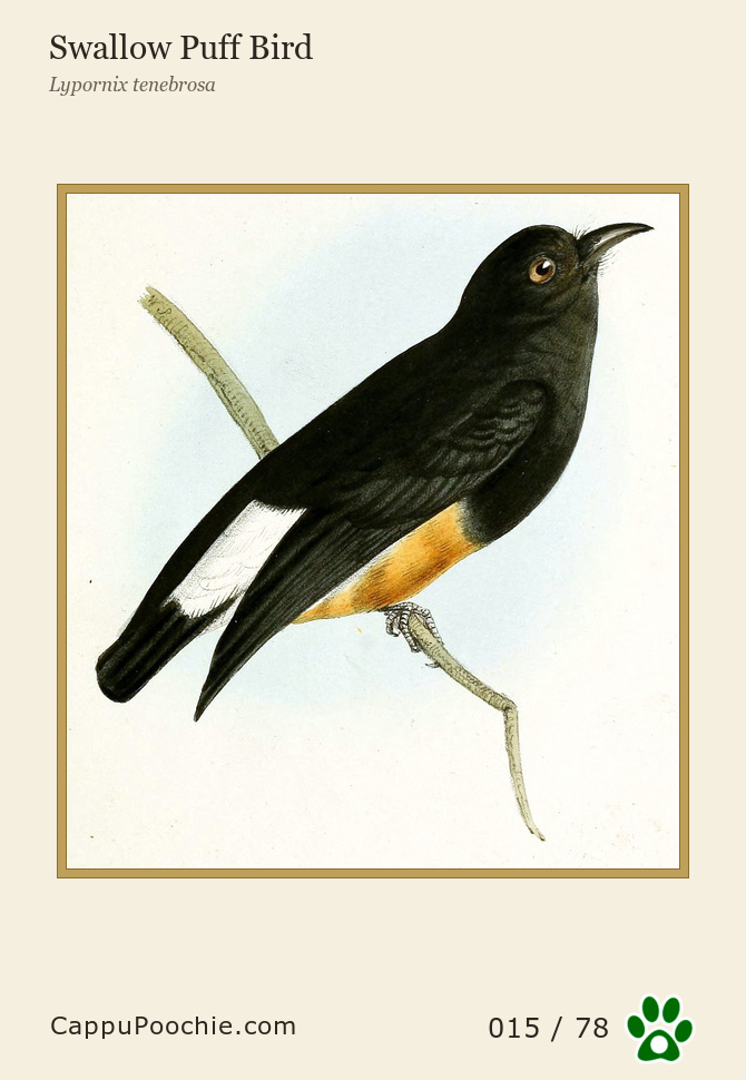 swainson Card 015