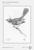 swainson Card 029