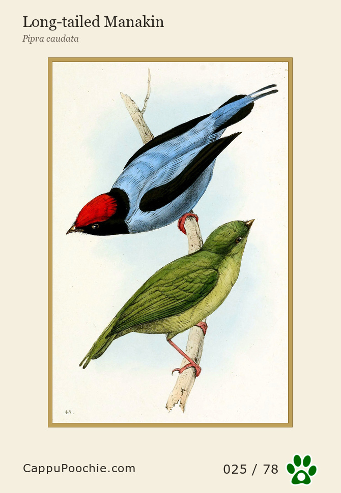 swainson Card 025