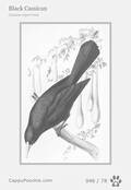 swainson Card 046