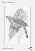 swainson Card 020