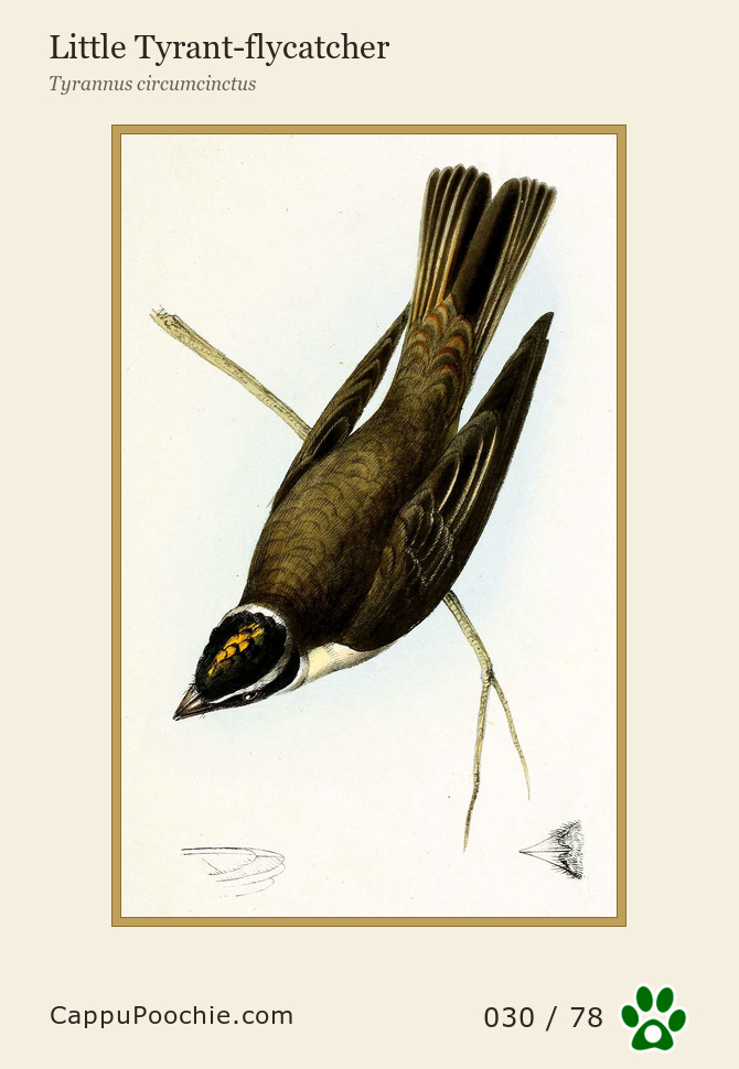 swainson Card 030