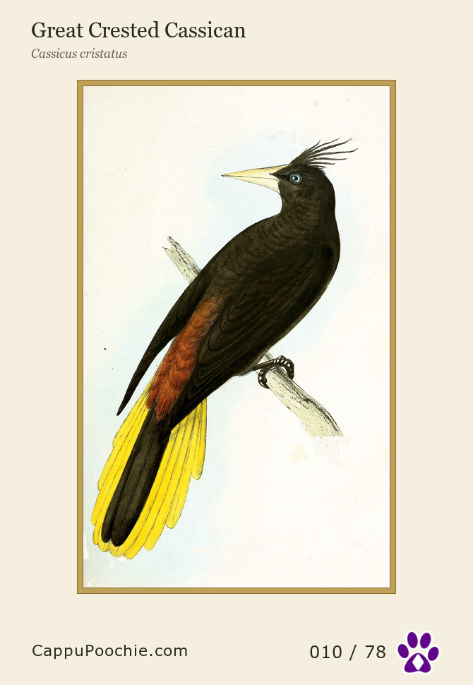 swainson Card 010