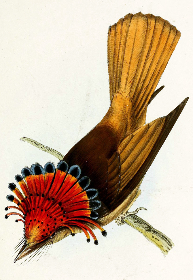 Birds of Brazil and Mexico