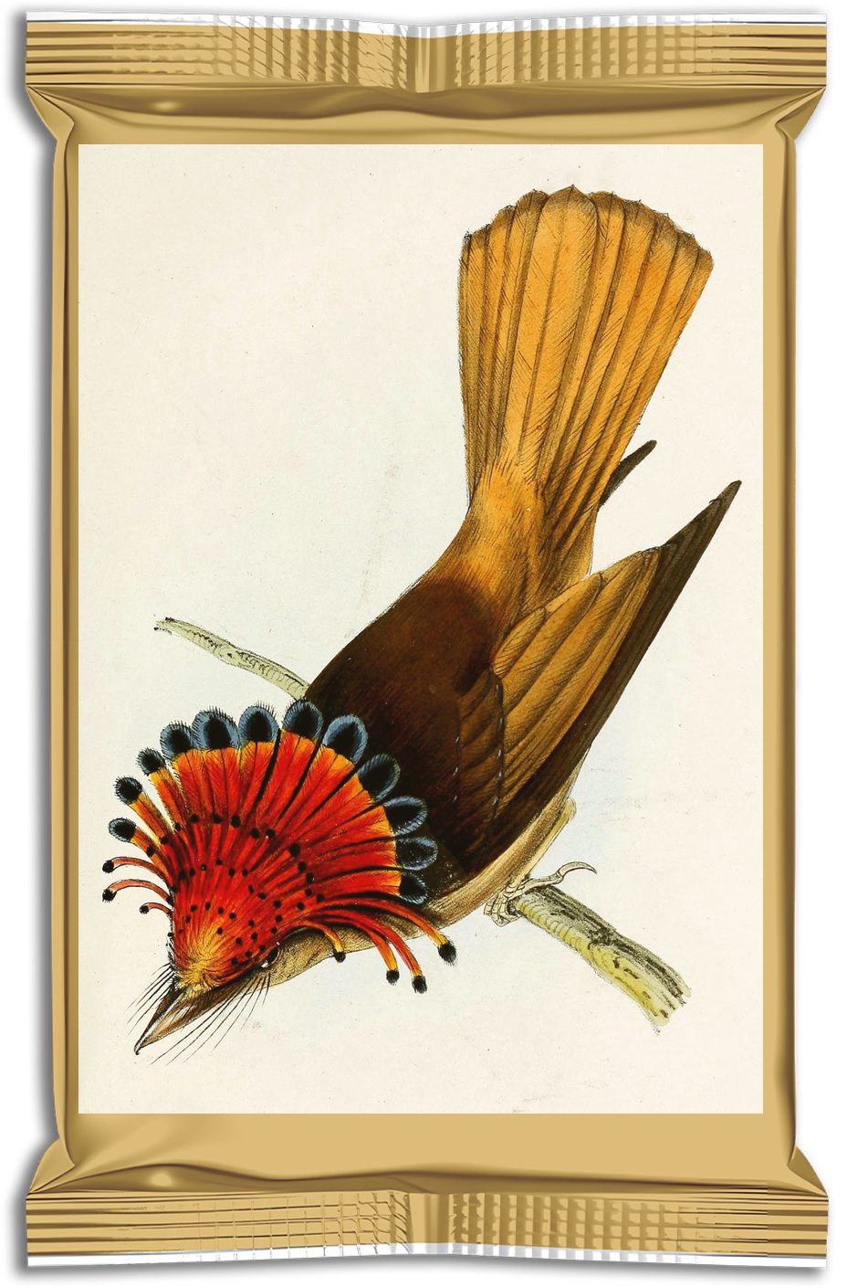 Birds of Brazil and Mexico pack