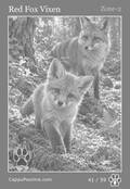 wildlife Card 41