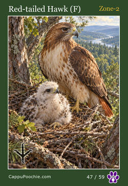 wildlife Card 47