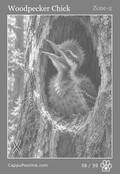 wildlife Card 58