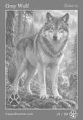 wildlife Card 19