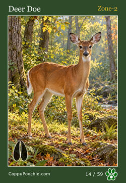 wildlife Card 14