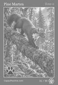 wildlife Card 31