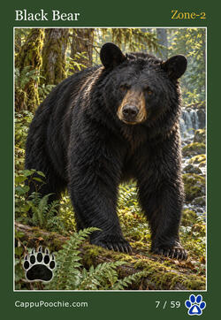 wildlife Card 07