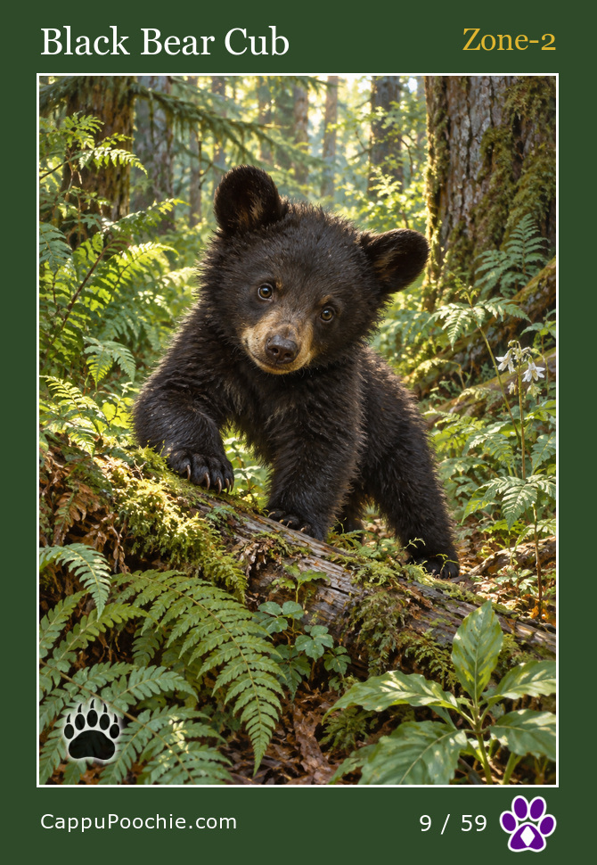 wildlife Card 09