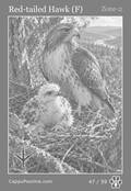 wildlife Card 47
