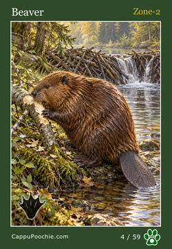 wildlife Card 04