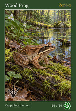 wildlife Card 54