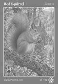 wildlife Card 43