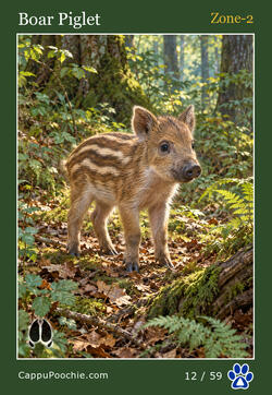 wildlife Card 12