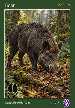 wildlife Card 10
