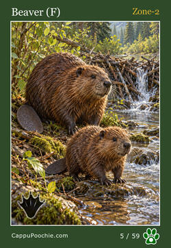 wildlife Card 05