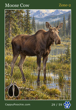wildlife Card 29