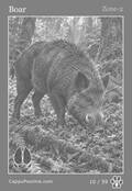 wildlife Card 10