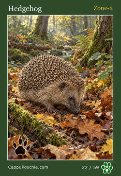 wildlife Card 22