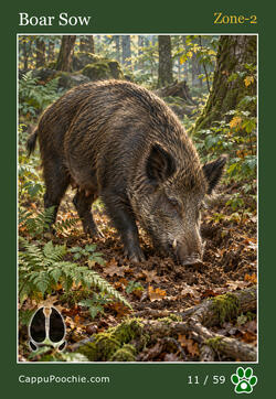 wildlife Card 11