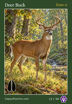 wildlife Card 13
