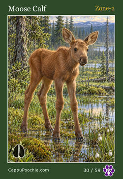 wildlife Card 30