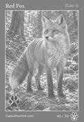 wildlife Card 40