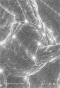 zodiac Card 062